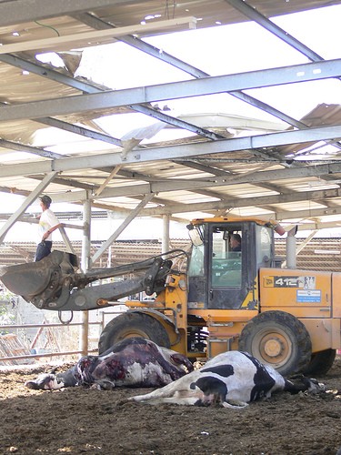 מלבד מות הפרות גרמה התפוצצות הרקטה לנזק כבד למבנה הרפת