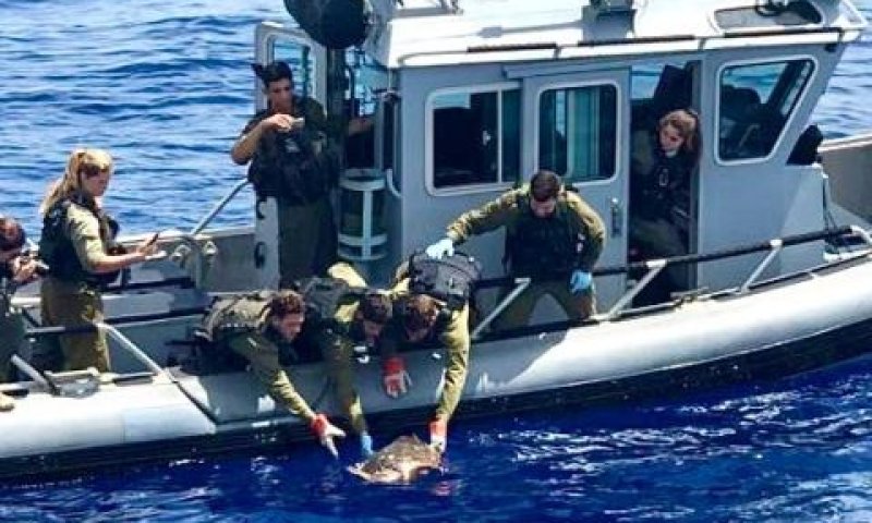 לוחמי 916 מחלצים צב ים [צילום: מיזם צבא ההגנה לטבע]