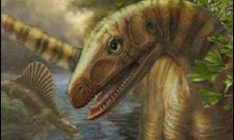 "הם היו כמו ניסוי כושל באיך לבנות דינוזאור", אמר ד"ר פול בארט מהמוזיאון להיסטוריה טבעית בלונדון [צילום: M. Hill, Field Museum]
