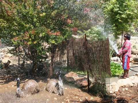 המטפל אנון מרענן במים את האמו האוסטרלי בפינת החי שלקבוץ צובה לעבור את החמסין בשלום[צילום: יצחק אלהרר, סקופ 80]