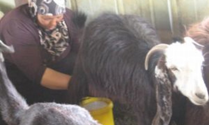 פאוזיה אום איימן [צילום: רונית קריסטל]