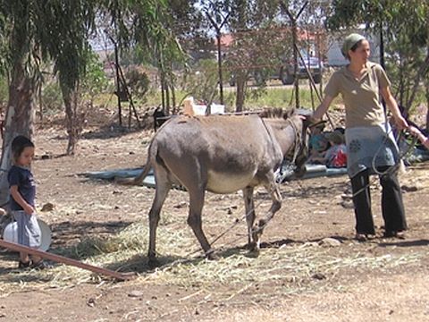 חאן אל על [צילום: יח"צ]