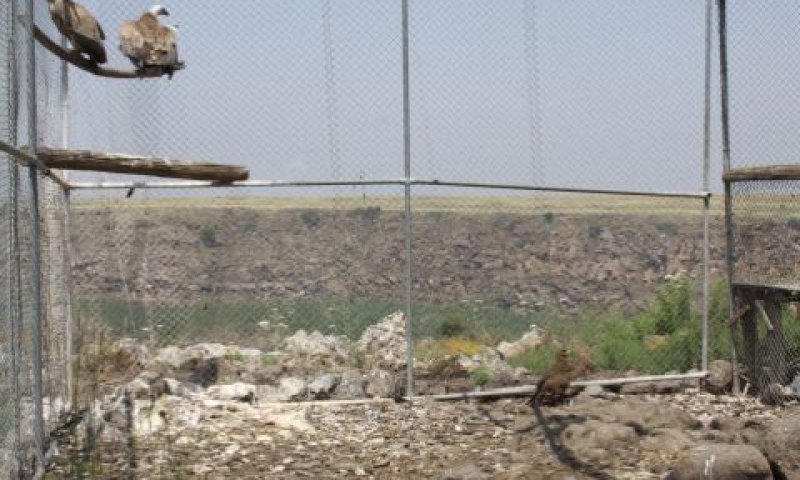 עיט ערבות בכלוב יחד עם זוג הנשרים [צילום: עידו שקד, רשות הטבע והגנים]