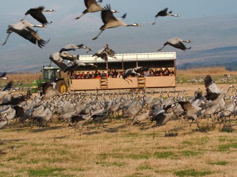 טרקטור המבקרים חולף ליד העגורים [צילום: אגמון החולה, קק"ל]