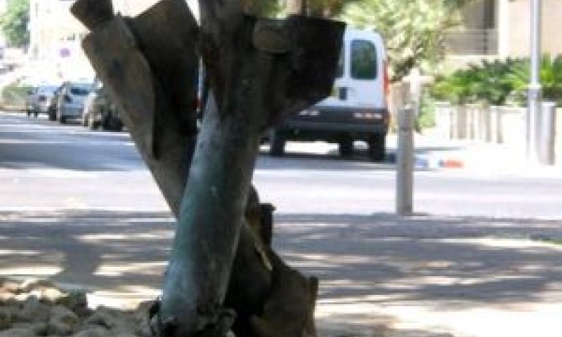 [צילום ארכיון: יוסי מטלון]