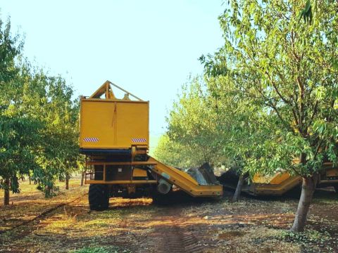 קטיף שקדים [צילום: גור מלמד/קבוצת כנרת]