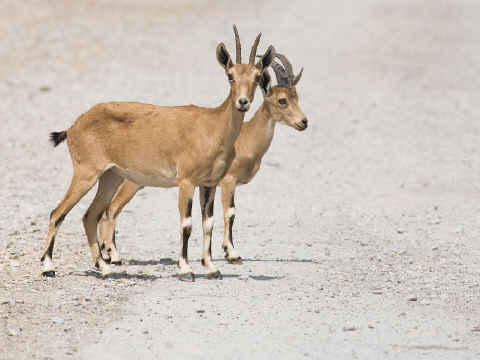 מפתחים תלות באדם [צילום: דורון ניסים וחגי טייץ ]