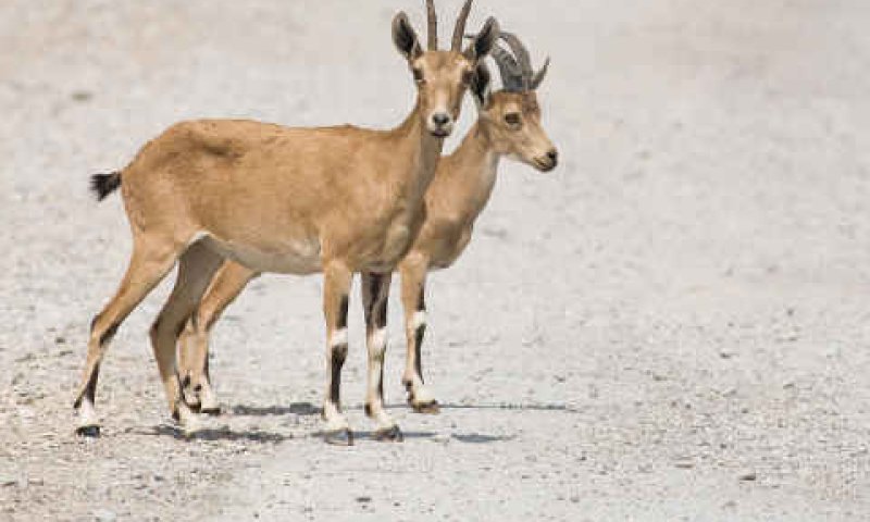 יעלים. מהטבע לצלחת [צילום: דורון ניסים וחגי טייץ ]
