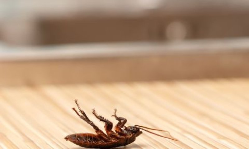 [צילום: יח"צ]