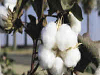 חומצות שומן [צילום: Cotton council International]