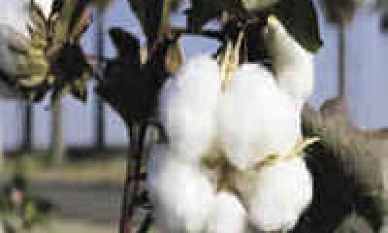 [צילום: Cotton council International]