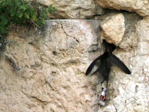 מושבת הקינון של הסיסים העתיקה ביותר המתועדת
