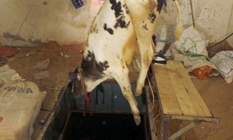 פרה מוכנסת למנהרת ההברחה