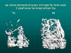 צילום: האוניברסיטה העברית