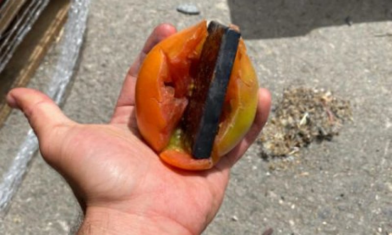 מטיל זהב שהוסלק בעגבניה [צילום: רשות המעברים]