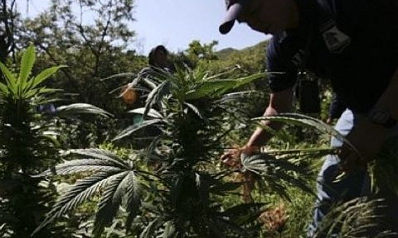 הביקושים גדלים. שוטרים אמריקנים בשדה מריחואנה [צילום: AP]