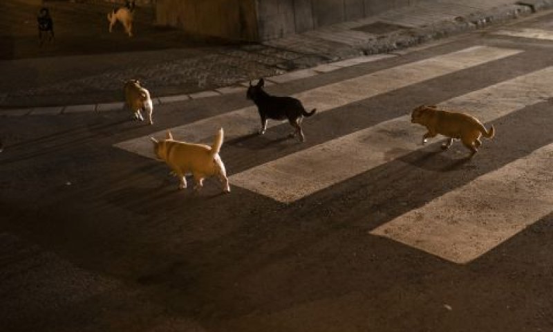 כלבים משוטטים [צילום: פליפה דנה/AP]