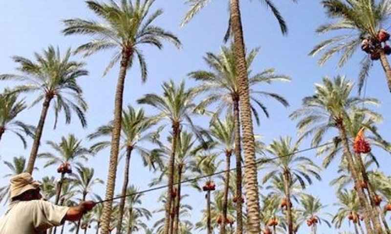 גדיד תמרים [צילום: AP]