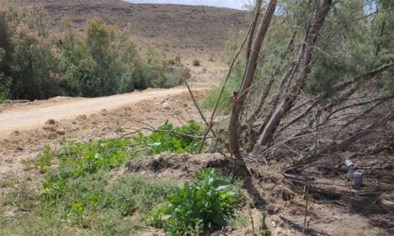 לכידת יתושים הנגועים בקדחת מערב הנילוס [צילום: המשרד להגנת הסביבה]
