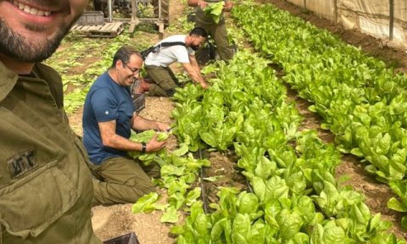 אזרחים נחלצו לסייע בקטיף חסה