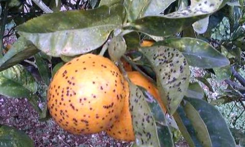 נזקים להדרים