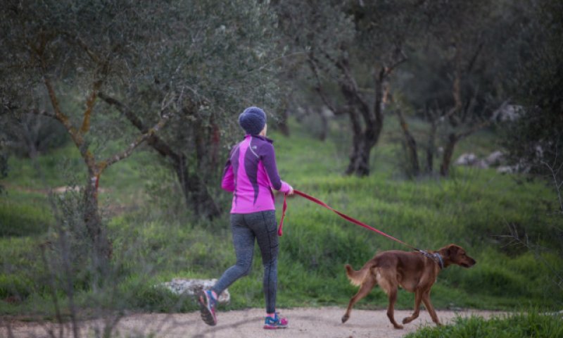 לדרוש חיסון היעיל גם כנגד לפטוספירה פומונה [צילום: הדס פרוש/פלאש 90]