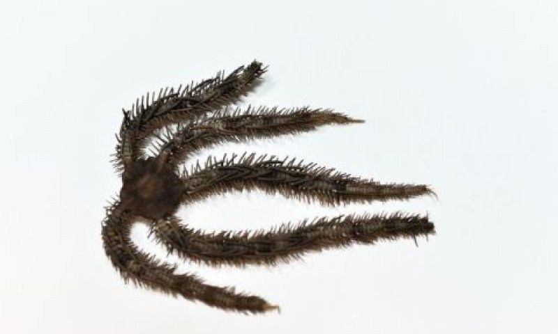 נחשון הים Ophiocoma wendtii [צילום: ניצן זוהר, דוברות הטכניון]