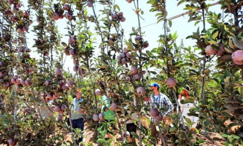 קיר פירותי בחוות פיכמן של מו"פ צפון מיגל [צילום: תקשורות]