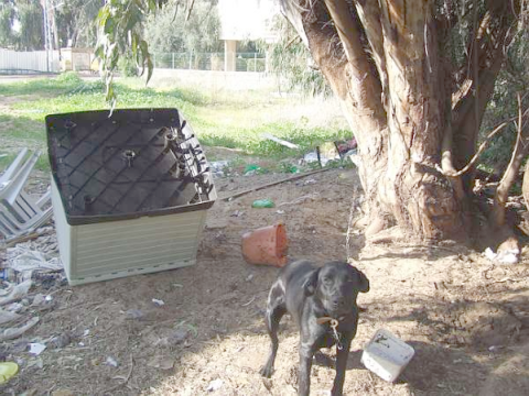 [צילום: תנו לחיות לחיות]
