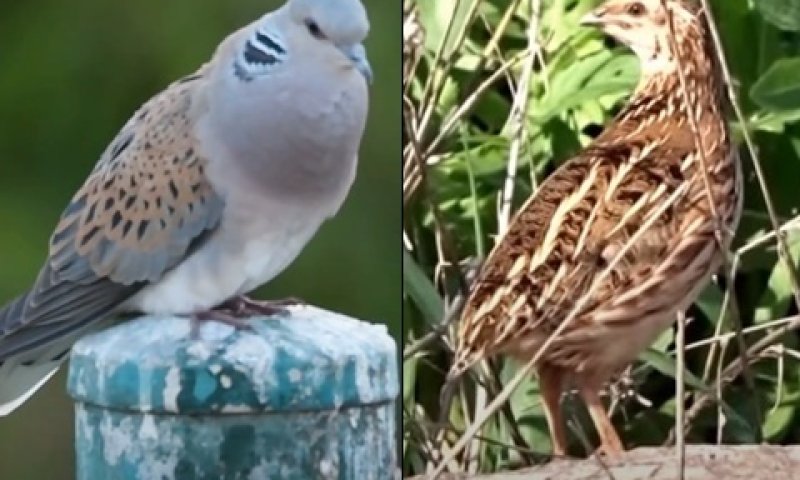 השליו הנודד והתור המצוי