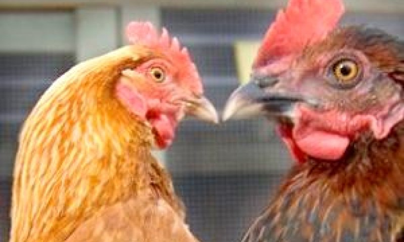 מהפך במועצת הלול [צילום: AP]