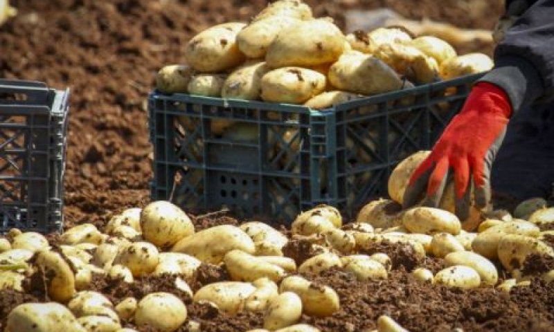 סכסוך על תפוחי אדמה [צילום: נאסר אישתייח, פלאש 90]