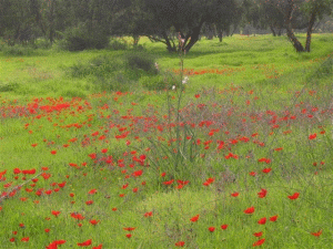 חגיגית סיורי פריחה