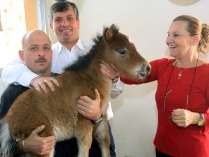חיבוק סוס. שתי ציפורים במכה אחת