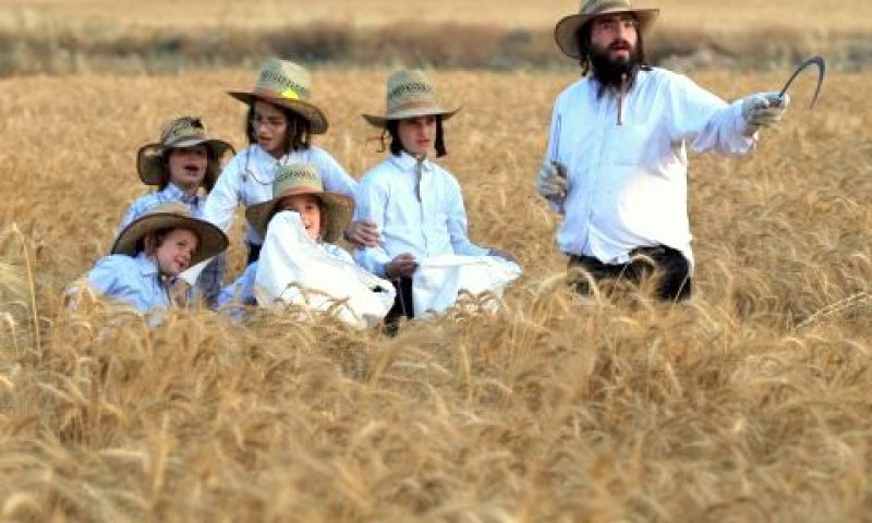 חרדים בקציר חיטים ליד מודיעין [פלאש 90]