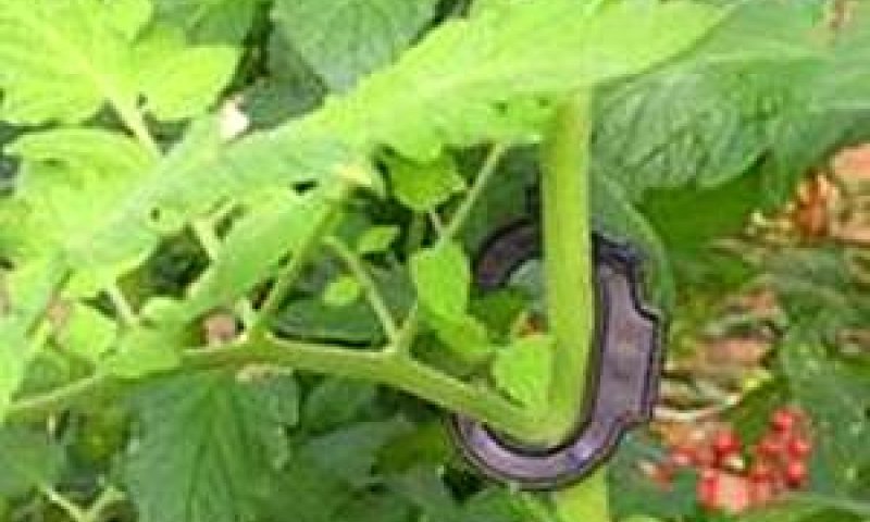 קליפ-סי. מקצר תהליך הנמכת הנוף בלמעלה מ-70%