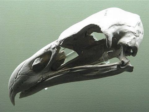 גולגולת של Haast's Eagle [צילום: AP]