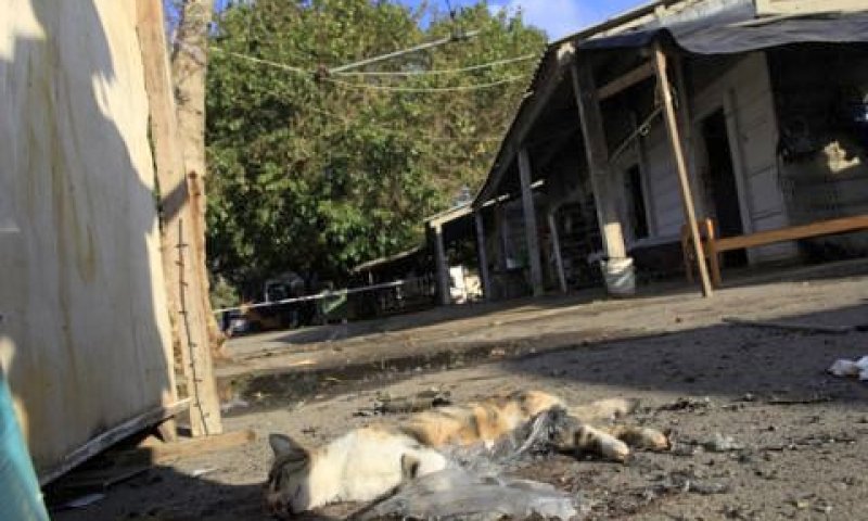 קרבן בנפש. חתול שנהרג מפגיעת הקסאם [צילום: פלאש 90]