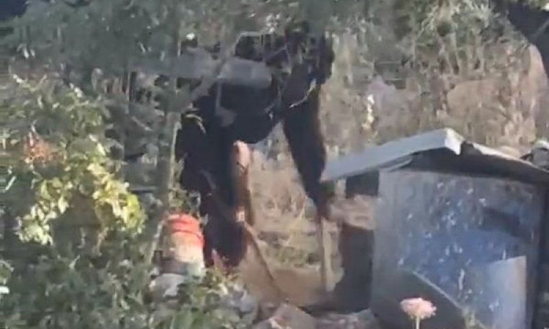 הנער מכה את הכלבה עד זוב דם [צילום: שימוש לפי סעיף 27א לחוק זכויות יוצרים]