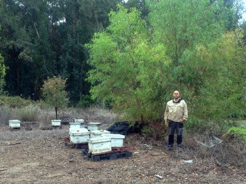[צילום: ארגון מגדלי הדבורים בישראל]