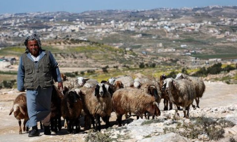 השימוש היה רק למרעה עונתי [צילום: ויסאם השלמון, פלאש 90]