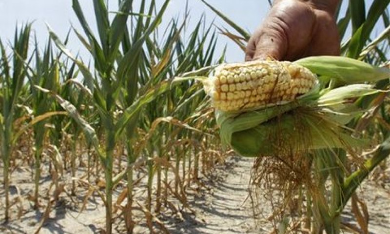 שדרוג ענף החקלאות [צילום: AP]