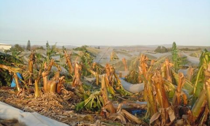 נזק שנגרם למטע בננות