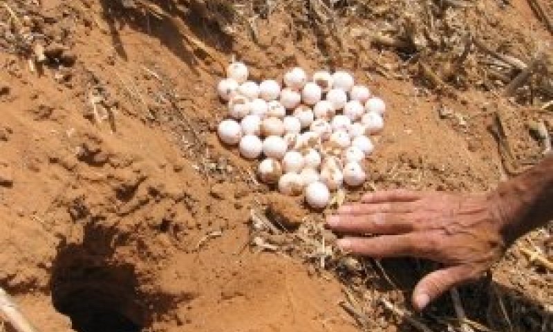 ההפתעה: כל הקינים נמצאו בחלקו התיכון של הנחל (המזוהם) [צילום: יונתן רז]