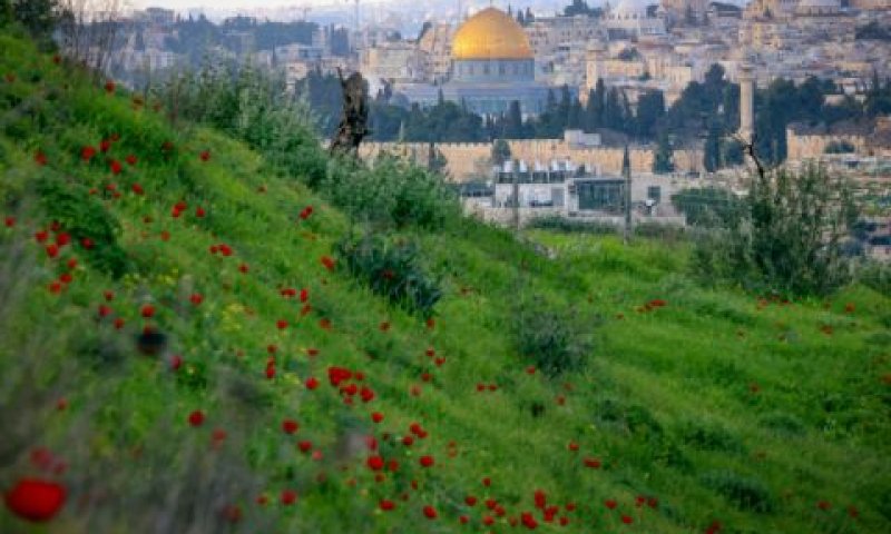 הר-הבית. כלניות פורחות [צילום: יוסי זמיר/פלאש 90]
