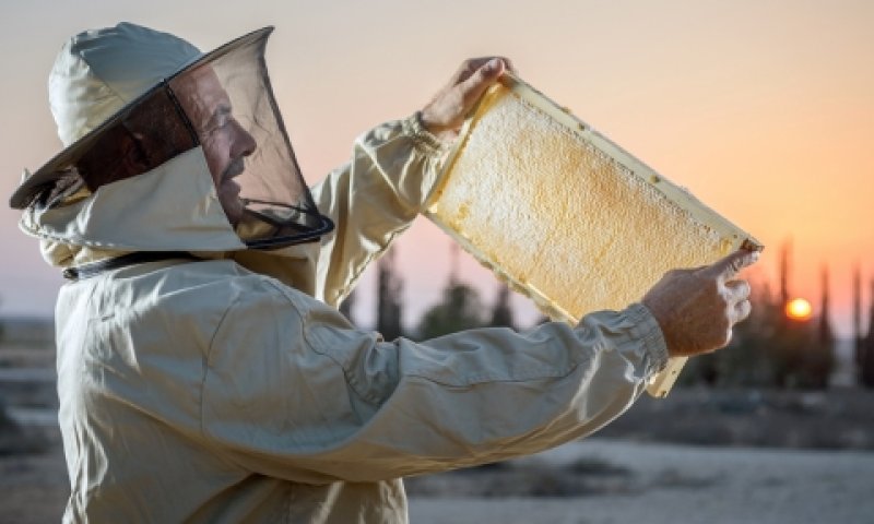 הדבוראים שינעו כוורות להגברת ההאבקה [צילום: ארקדי רסקין]