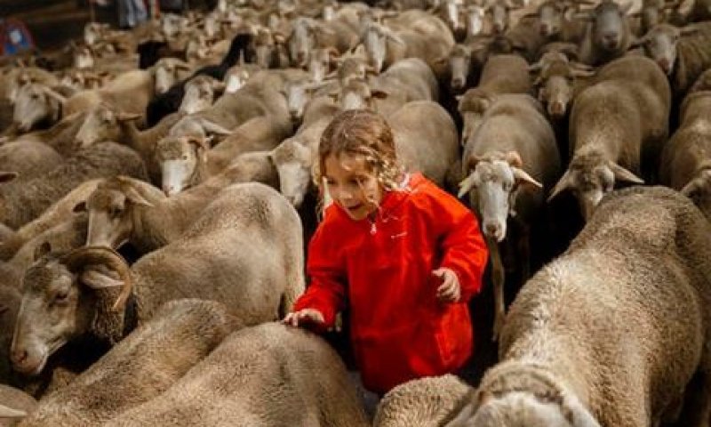 המקנה הושם בהסגר לחינם [צילום אילוסטרציה: AP/Daniel Ochoa de Olza]