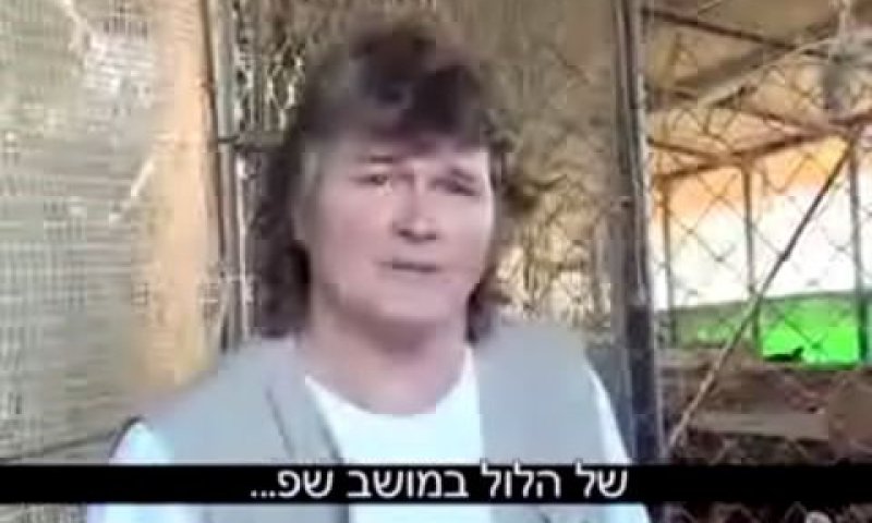 שדר שדר בריטי בלול תרנגולות ישראליות במושב שפרירים