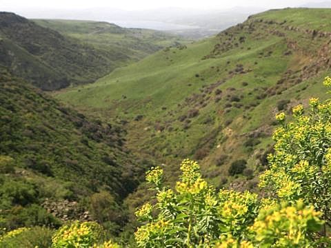 שמורת גמלא בימים טובים יותר [צילום: פלאש 90]
