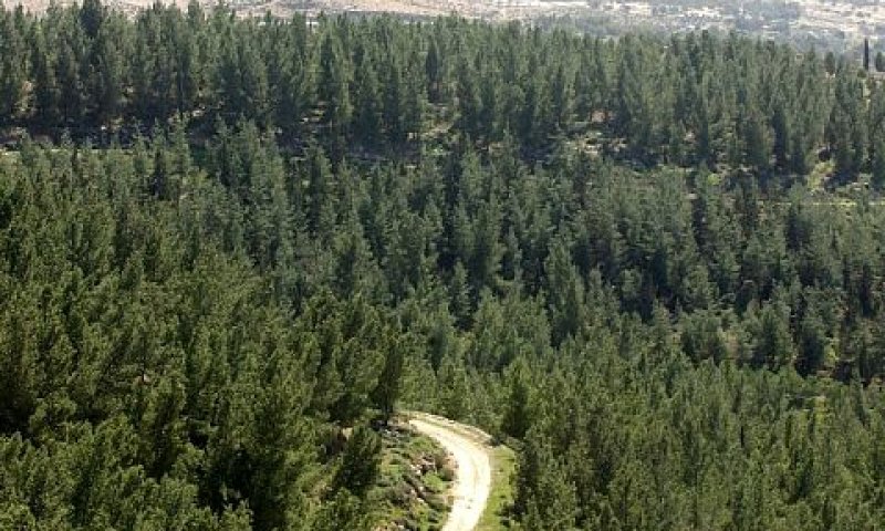 שורשיו של העץ נשמרים בזיכרון המולקולרי [צילום: דודו גרינשפן]